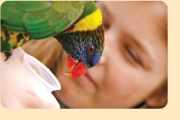 Photo: Girl with Lorikeet