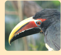 Photo: a green aracari with impressive beak