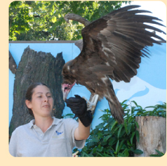 Photo: Bird trainer with vulture