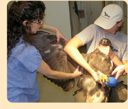 Photo: golden eagle pre-surgery