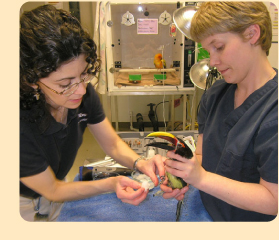 Photo: changing the bandage on an aracari