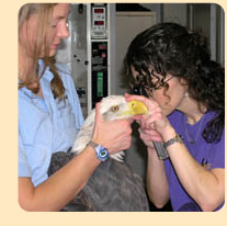 Photo: Dr. Fish and assistant perform exam on bald eagle