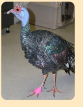 Photo: Ocellated turkey with bandaged foot