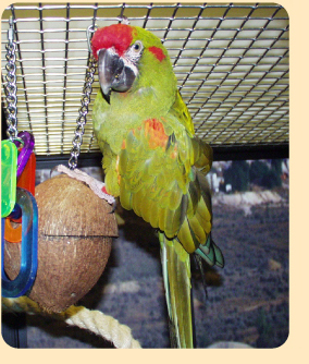 Photo: pet macaw