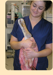 Photo: vet assistant with spoonbill