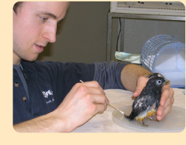 Photo: trogon getting veterinary care