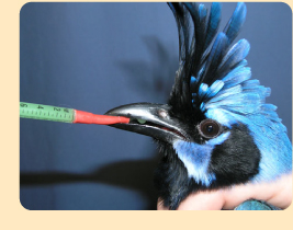 Photo: bird getting medication