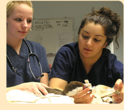 Photo: Veterinary Hospital staff