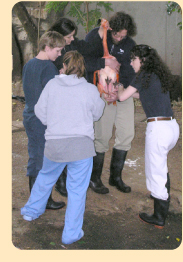 Photo: exam of a flamingo