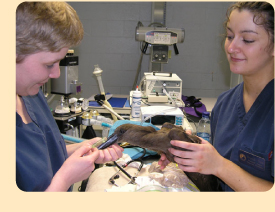 Photo: Veterinary Technicians