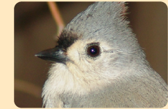 Photo: A Tufted Titmouse, common at feeders in our area