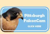 Link to Pittsburgh FalconCam
