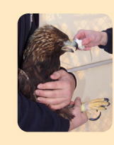 Photo: The eagle was hand-fed mice laced with a cocktail of medicines to help speed his recovery. At first we had to put the mice well into his mouth and throat to get him to eat. After some time he learned the process, and we only had to put a mouse into his mouth and he would eat it on his own. National Aviary photo by Nuelsi Pales.