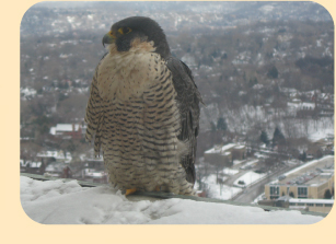 Photo: Peregrine Falcon with city of Pittsburgh in the background