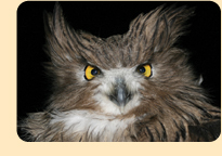 Photo: Blakiston's Fish-owl photo (c) Jonathan Slaght