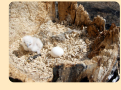 Photo: Blakiston's Fish-owl nest and chick