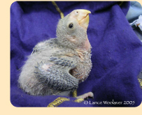 Photo: Hispaniolan Parrot chick; photo (c) Lance Woolaver 2005