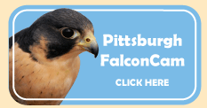 Button and Link: Pittsburgh FalconCam