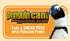 Button and Link: Penguin Cam