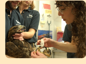 Photo: Dr. Fish caring for Eagle 41; photo by Keith Hodan