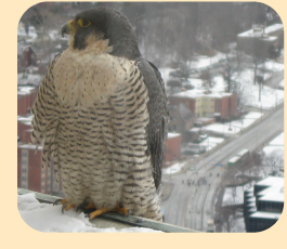 Photo: Peregrine Falcon with city of Pittsburgh in the background