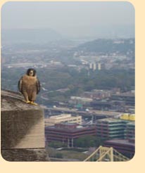 Photo: Peregrine Falcon with city of Pittsburgh in the background