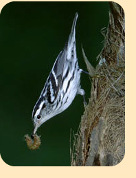 Photo: Bird species in the study