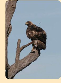 Photo: Golden eagle showing telemetry unit; photo by Randy Flament