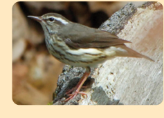 Photo: Louisiana Waterthrush; photo by Steve Shaluta