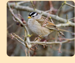 Photo: white-crowned sparrow