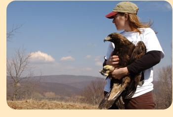 Photo: Golden Eagle #41; photo by Keith Hodan