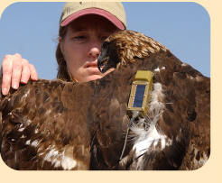 Photo: Golden Eagle with telemetry unit; photo by Keith Hodan