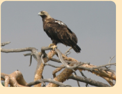 Photo: Imperial Eagle perched in a tree