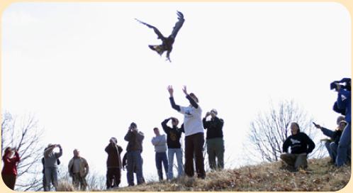 Photo: Release of Golden Eagle #41