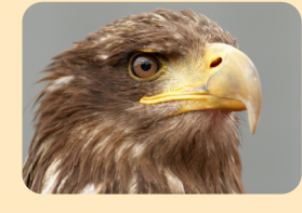 Photo: golden eagle head