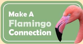 Graphic and Link to Flamingo Connection