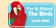 For and About the Birds - click here