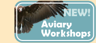 New! Aviary workshops