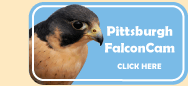 Pittsburgh FalconCam - click here