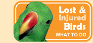Link to Lost and Injured Birds