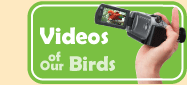 Videos of our Birds
