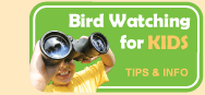 Bird watching for kids - tips and info