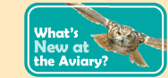 Link to Whats New at the Aviary