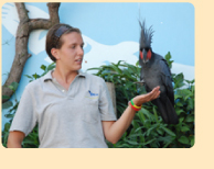 Photo: Aviary trainer with bird on hand