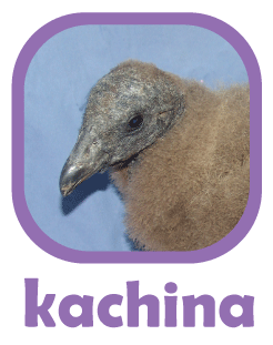 Kachina, Andean condor chick