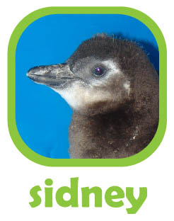 CLICK to select Sidney, an African penguin chick