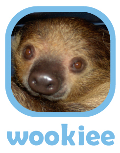 CLICK to select Wookiee, a two-toed sloth