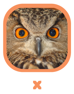 CLICK to select X, a Eurasian eagle-owl