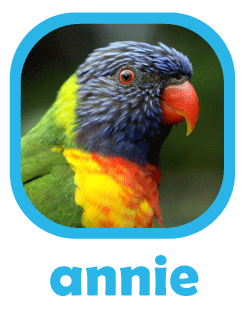 Annie, rainbow Lorikeet