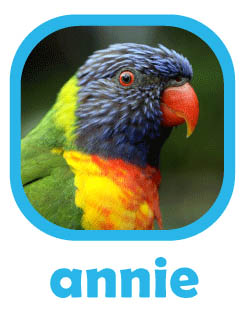 CLICK to select Annie, a rainbow lorikeet